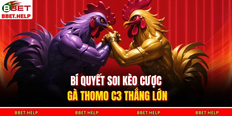 Đá Gà Thomo C3 | Đối Đầu Kịch Tính Hồi Hộp Từng Giây 3 Bí quyết soi kèo cược gà Thomo C3 thắng lớn