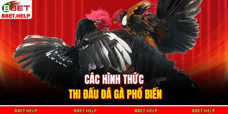 Đá Gà Bbet 2 Các hình thức thi đấu đá gà phổ biến
