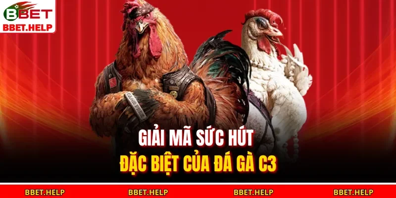 Đá Gà Thomo C3 | Đối Đầu Kịch Tính Hồi Hộp Từng Giây 2 Giải mã sức hút đặc biệt của đá gà C3