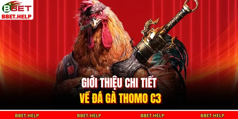 Đá Gà Thomo C3 | Đối Đầu Kịch Tính Hồi Hộp Từng Giây 1 Giới thiệu chi tiết về đá gà Thomo C3