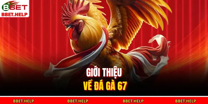 Đá Gà 67 – Mô Phỏng Sống Động, Trải Nghiệm Cực Thật 1 Giới thiệu về đá gà 67