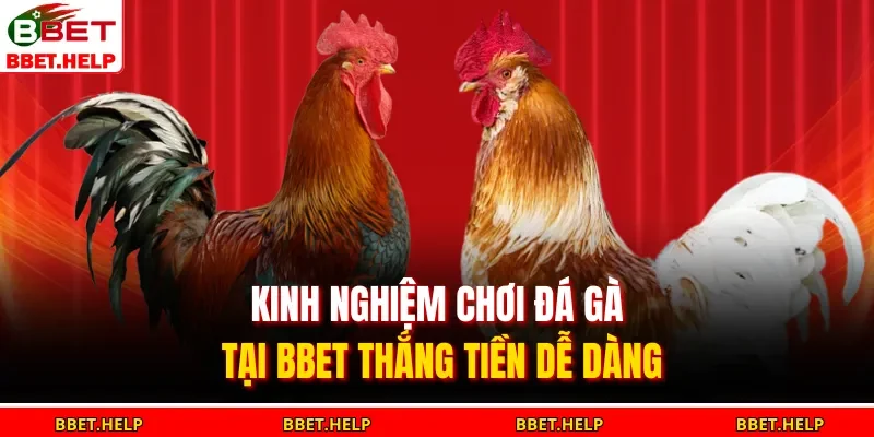 Đá Gà Bbet 3 Kinh nghiệm chơi đá gà tại BBET thắng tiền dễ dàng